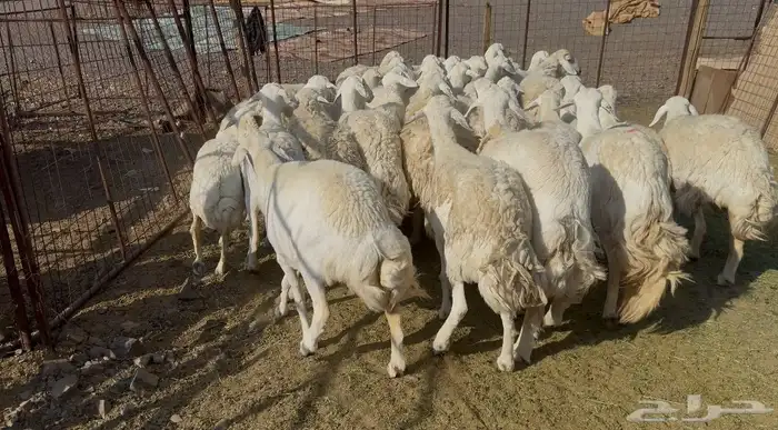 ضان حريات حرش مراح 6