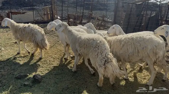 ضان حريات حرش مراح 4