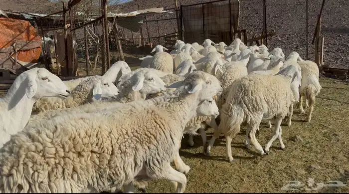 ضان حريات حرش مراح 1