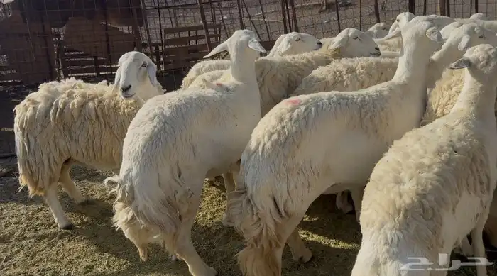 ضان حريات حرش مراح 3