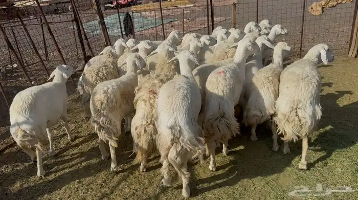 ضان حريات حرش مراح 7