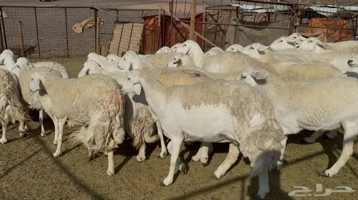 ضان حريات حرش مراح 9