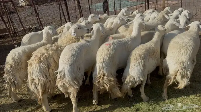 ضان حريات حرش مراح 8