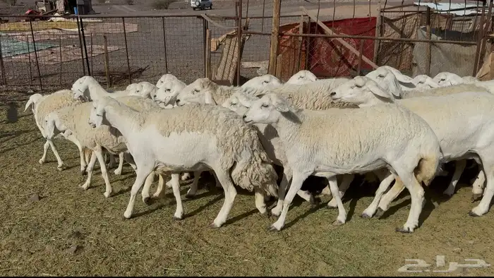 ضان حريات حرش مراح 2