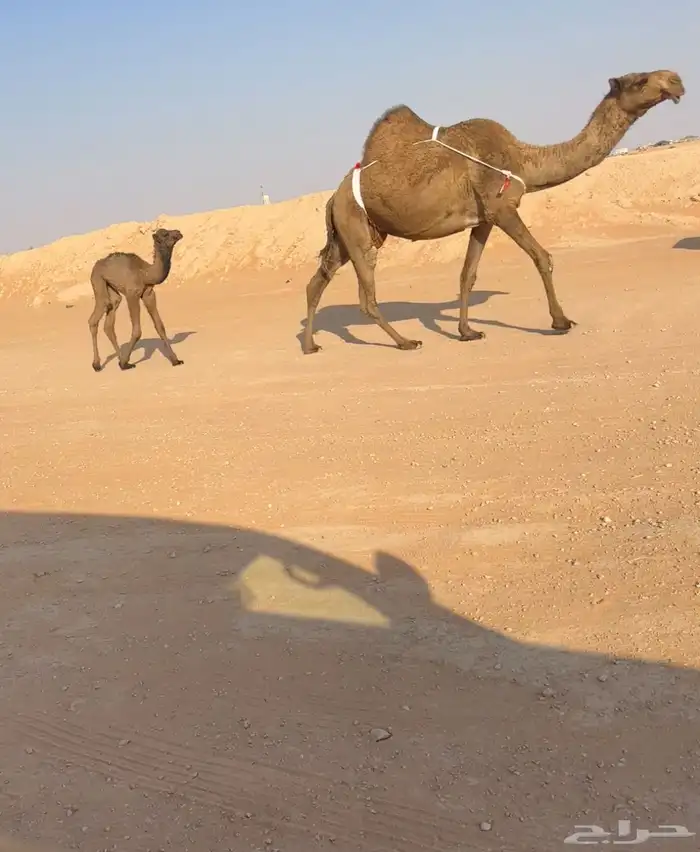 خلفه تحته بكره هديه 2