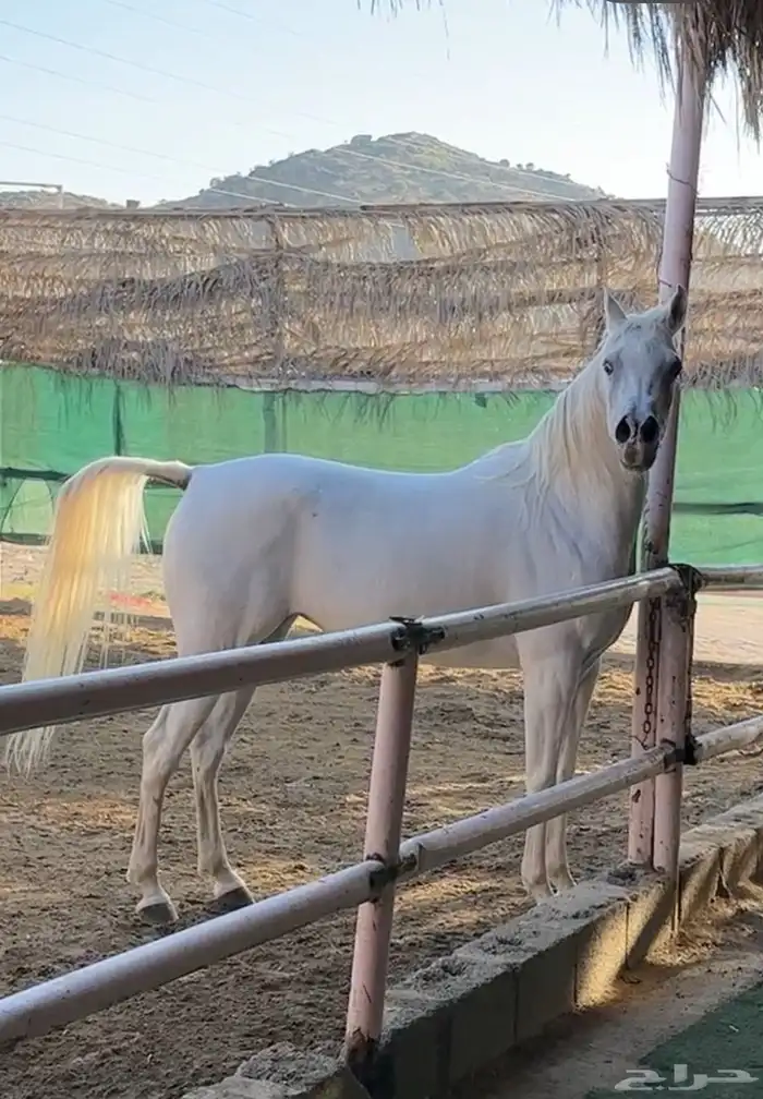 فرس جميله ولقاح 6 شهور 4