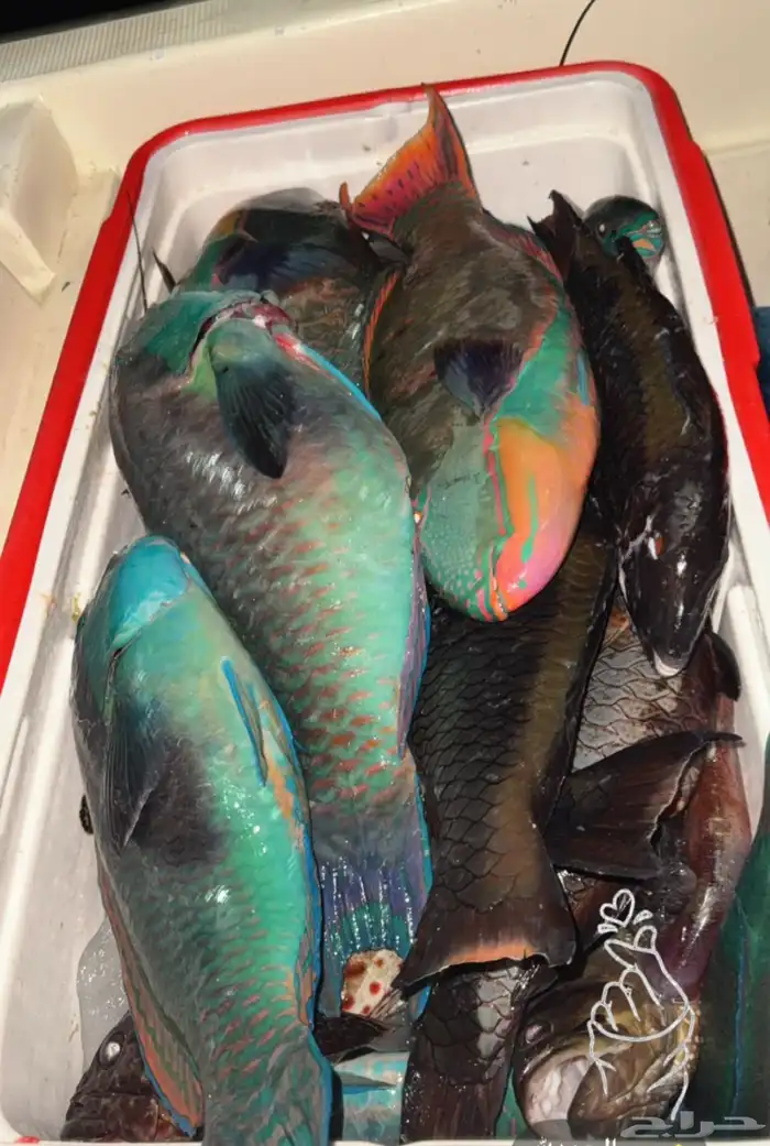 سمك صيد اليوم طازه 0