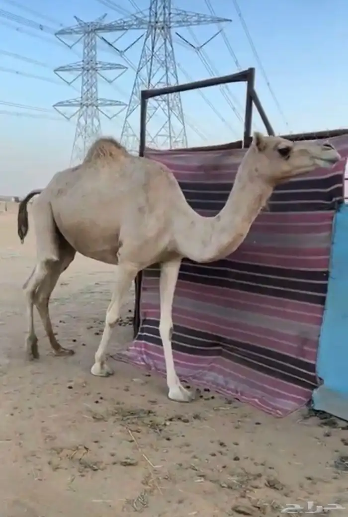 ناقة للبيع 2