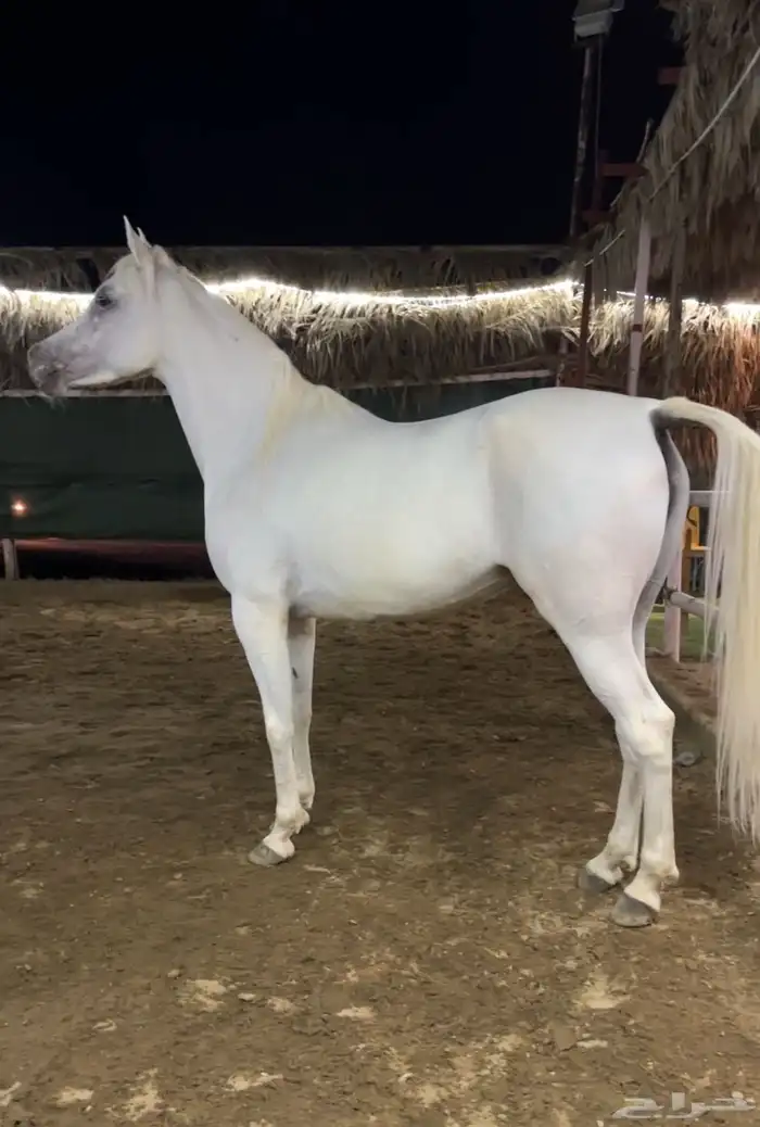 فرس جميله ولقاح 6 شهور 5