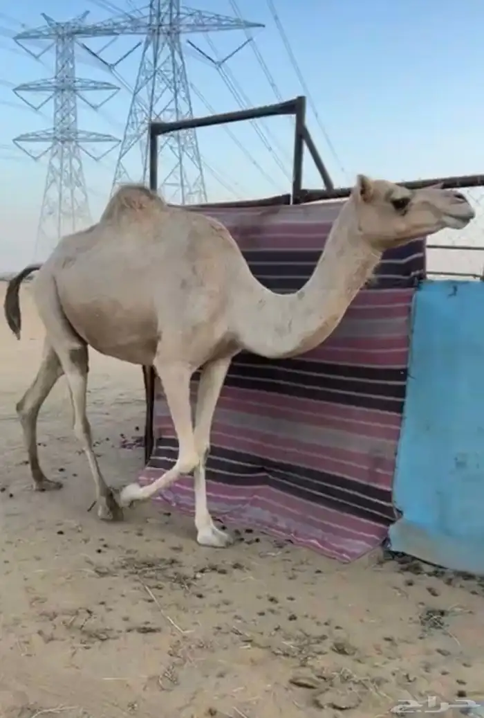 ناقة للبيع 0