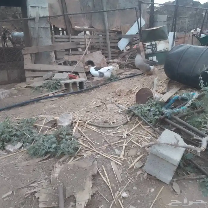 وز بلدي حضان 1