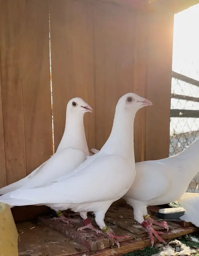 زاجل سباق دلبر جان اردن 3