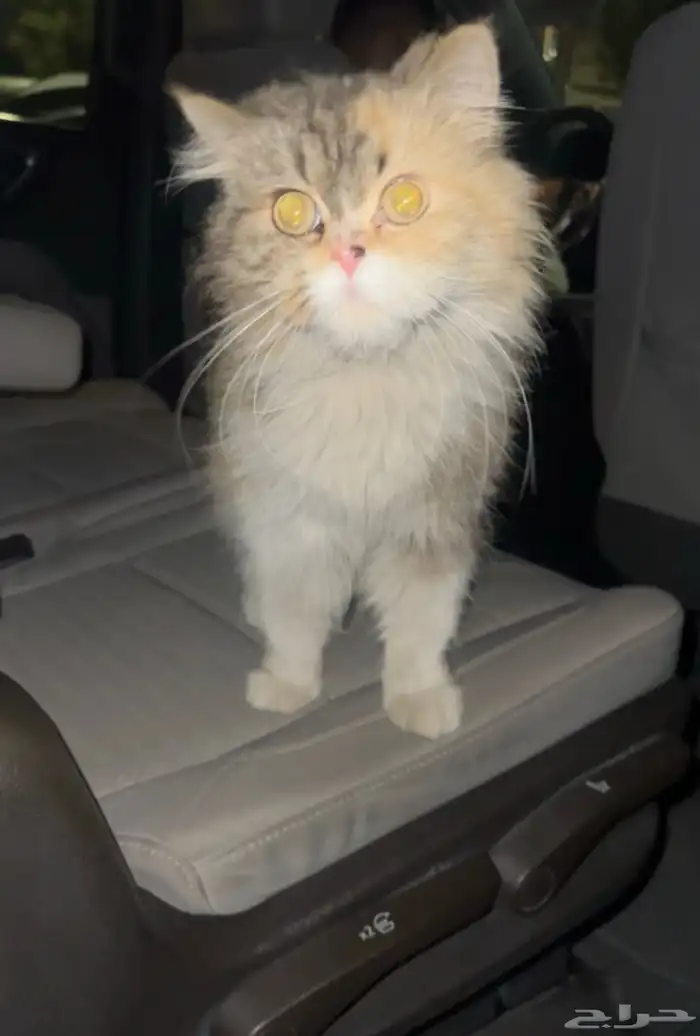 قطه بسه قط 2