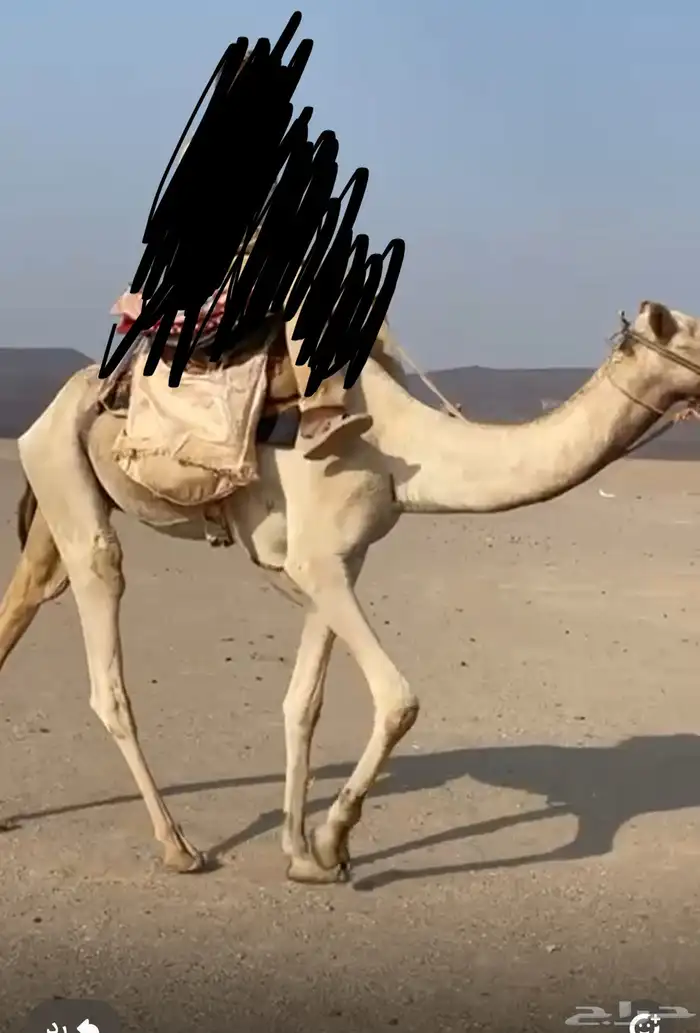 ركبي مشروط 0