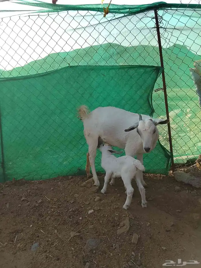 3معزا يتبعها 3 الحد 1100 3