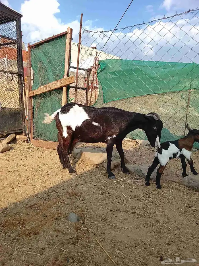 3معزا يتبعها 3 الحد 1100 1