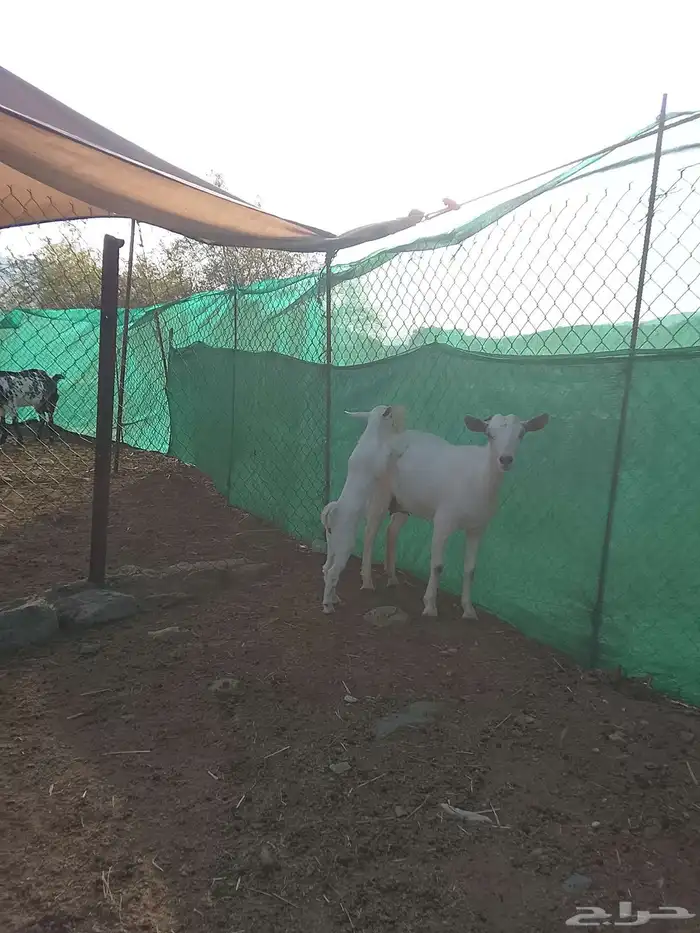 3معزا يتبعها 3 الحد 1100 4