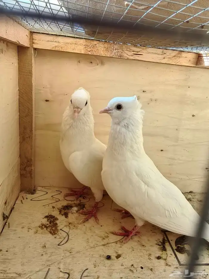 جوز صنعاني صغير الحجم وتحته فروخه 0