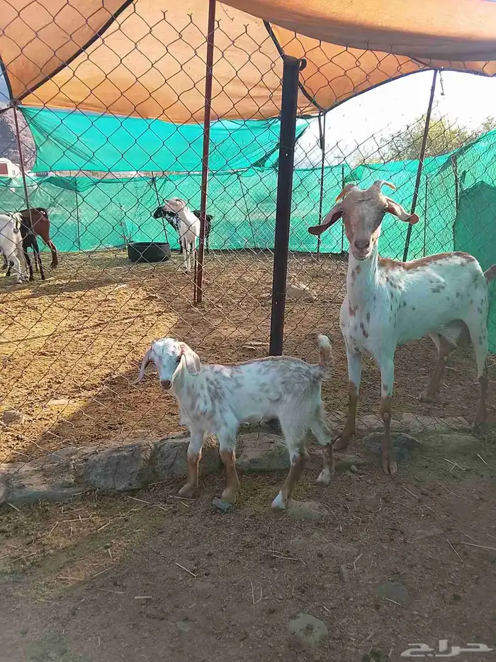 3معزا يتبعها 3 الحد 1100 7