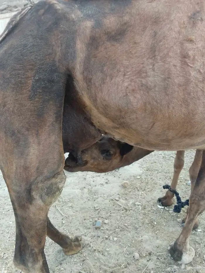 ناقه خلفه تحتها بكره 3