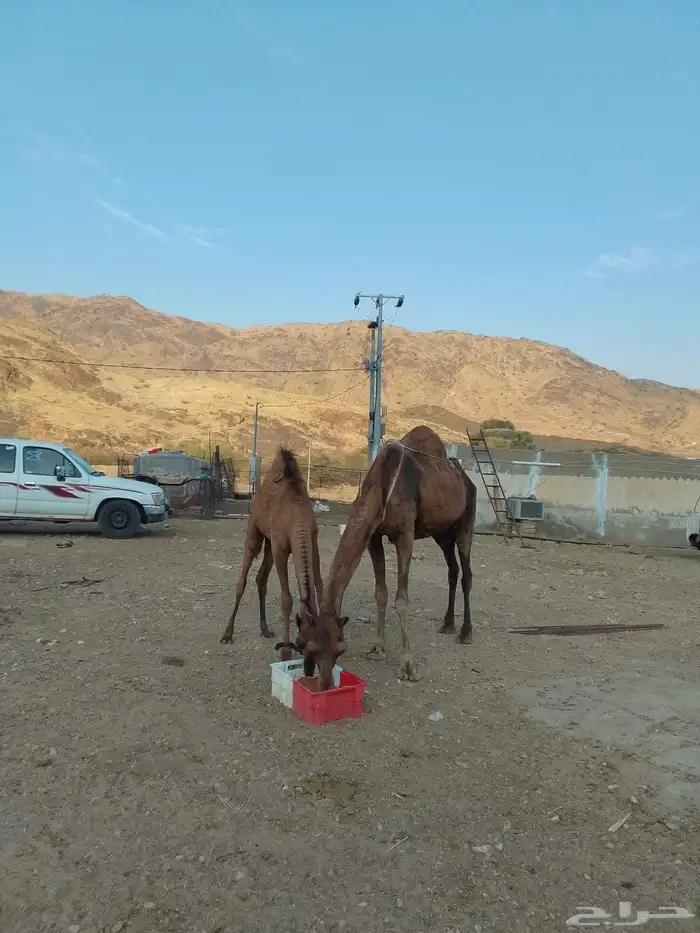 ناقه خلفه تحتها بكره 2