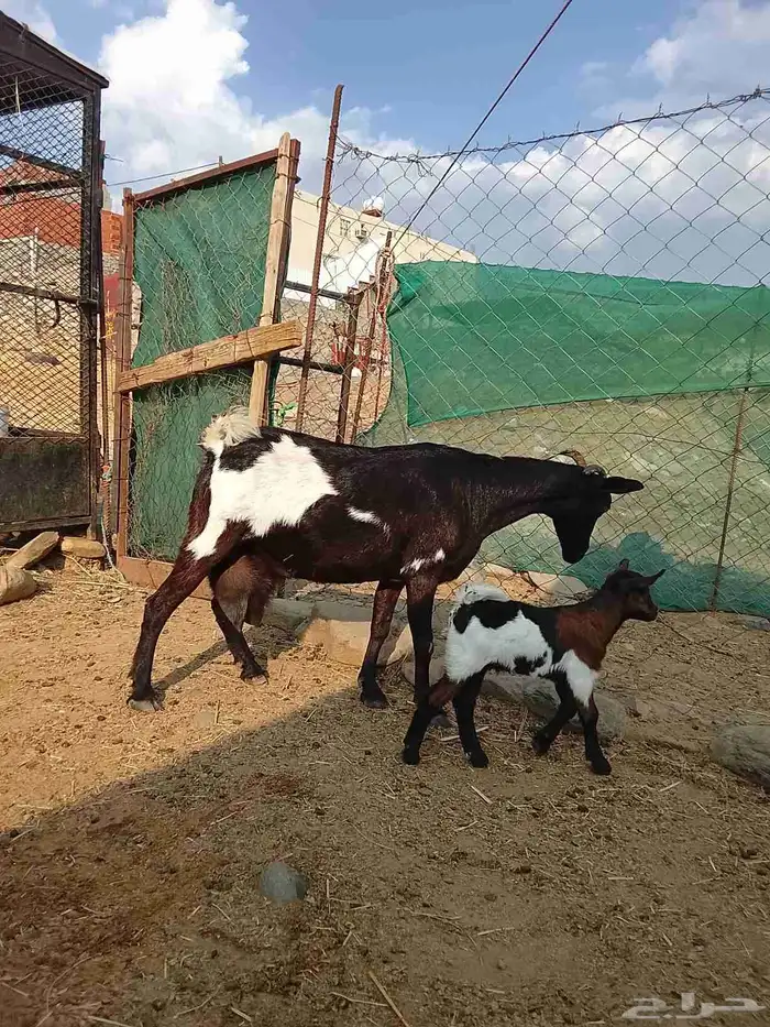 3معزا يتبعها 3 الحد 1100 0