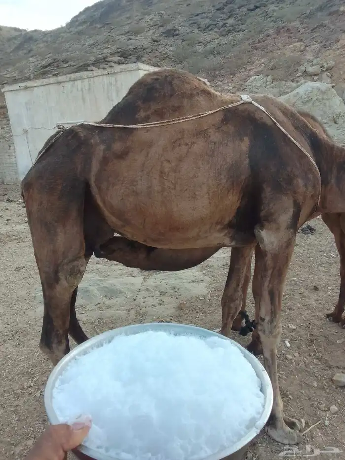 ناقه خلفه تحتها بكره 0