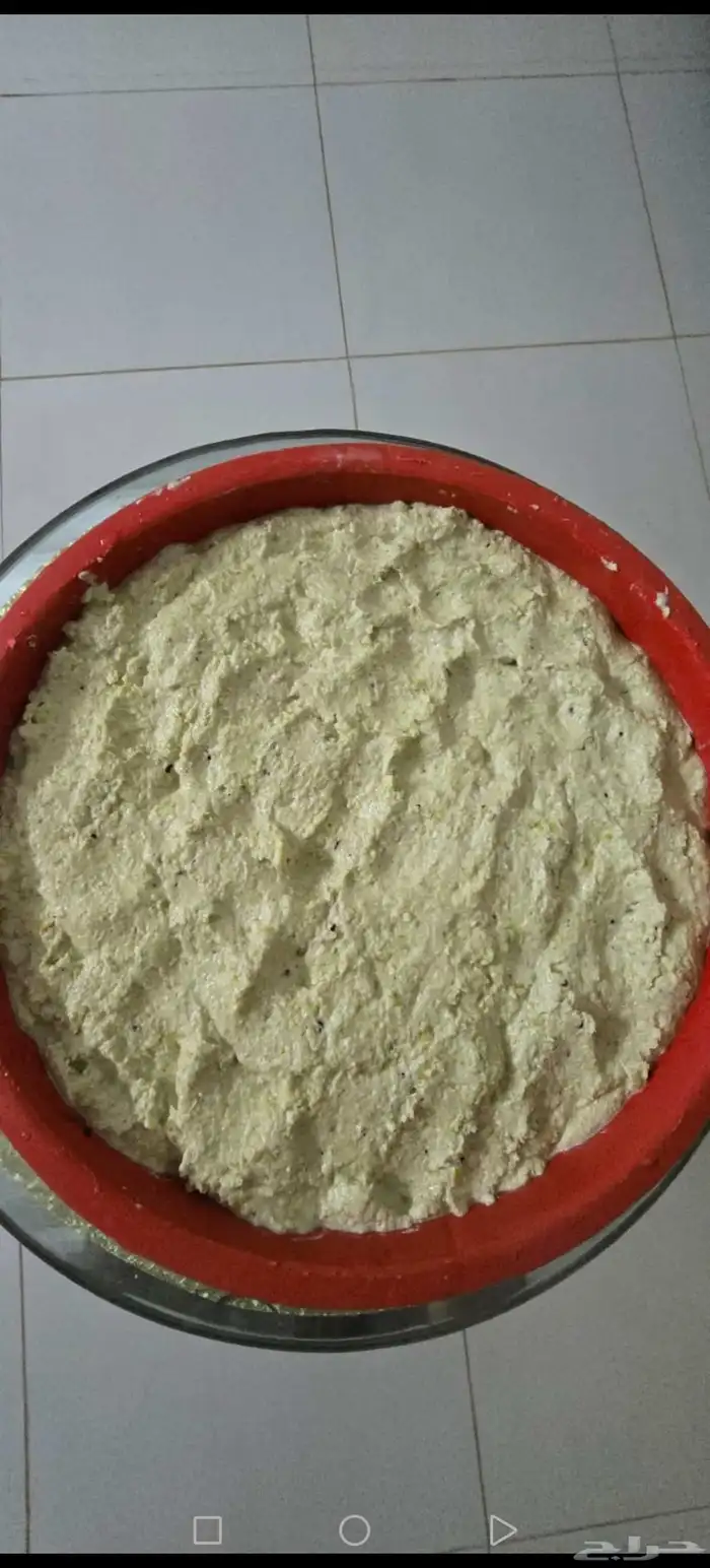 خضير أخضر ذره بيضاء اليوم تم القطف 1