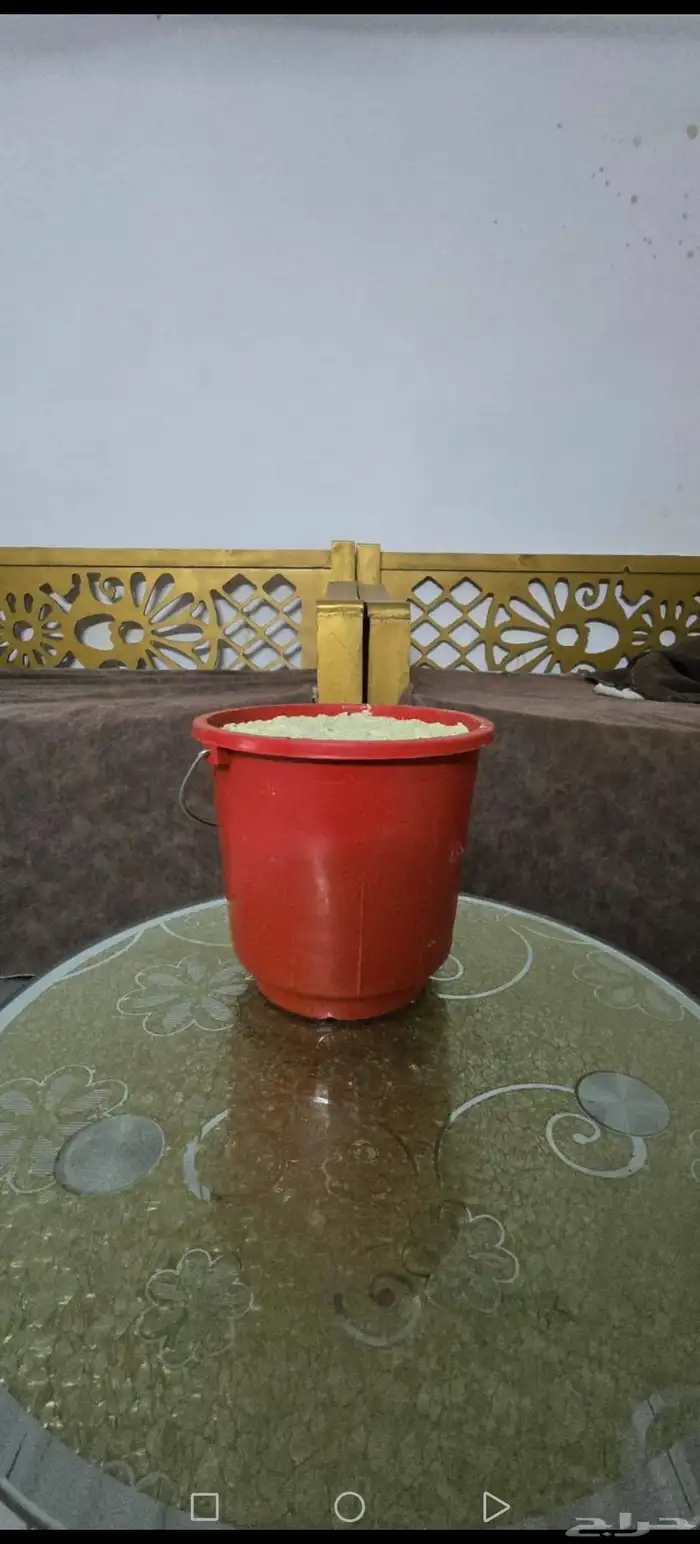 خضير أخضر ذره بيضاء اليوم تم القطف 3