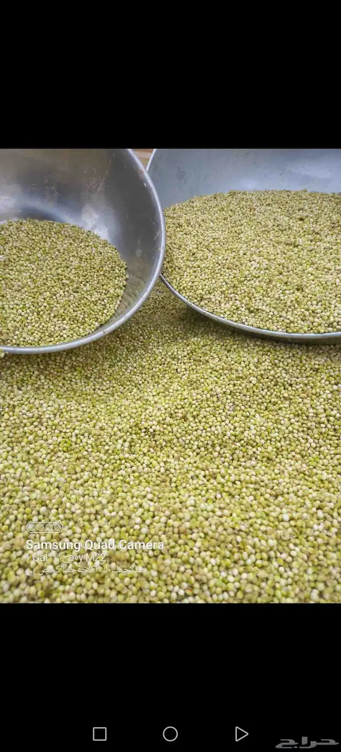 خضير أخضر ذره بيضاء اليوم تم القطف 0