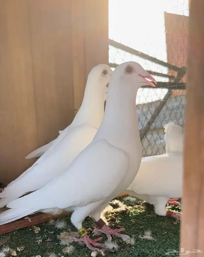 زاجل سباق دلبر جان اردن 2