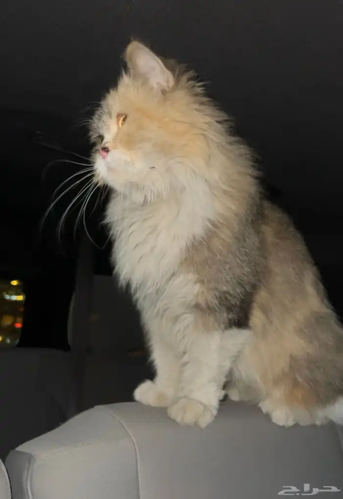 قطه بسه قط 1