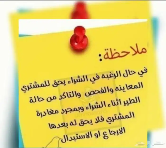 للبيع (5) فروخ صغار تحت رعاية اهاليهم 8