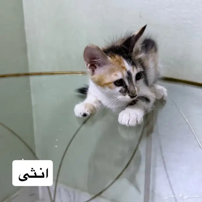 قطة للتبني 0