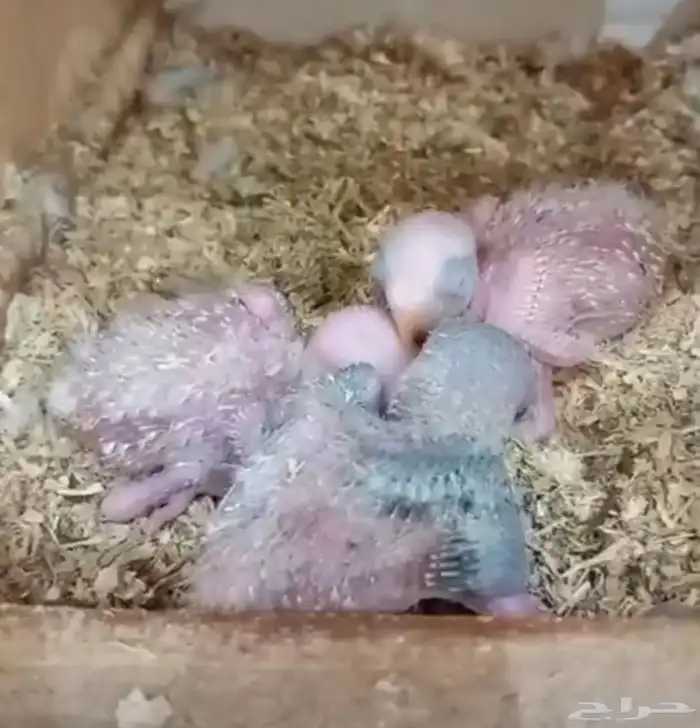 للبيع (5) فروخ صغار تحت رعاية اهاليهم 2