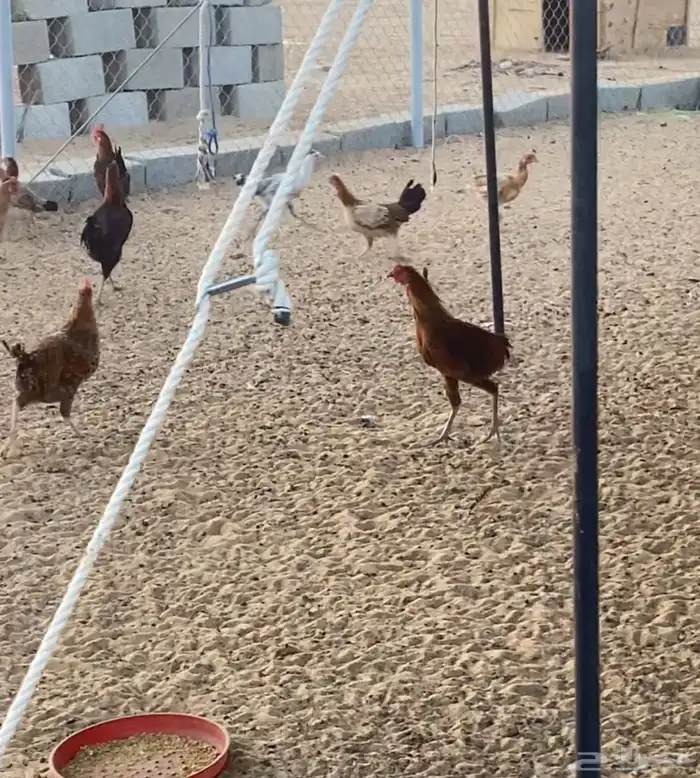 دجاج وديوك للبيع 3