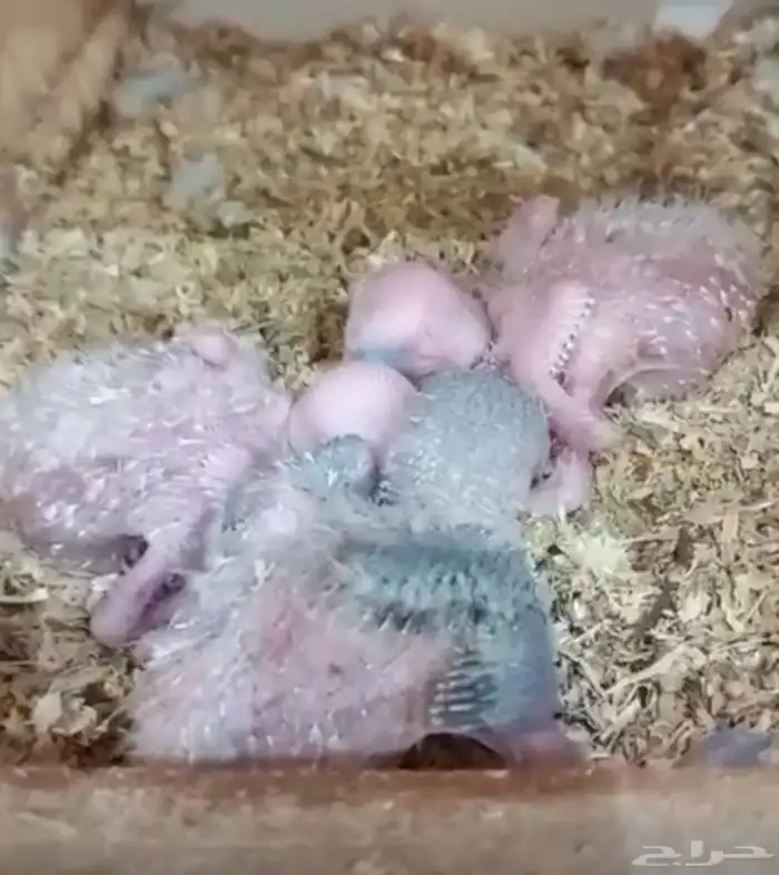 للبيع (5) فروخ صغار تحت رعاية اهاليهم 0