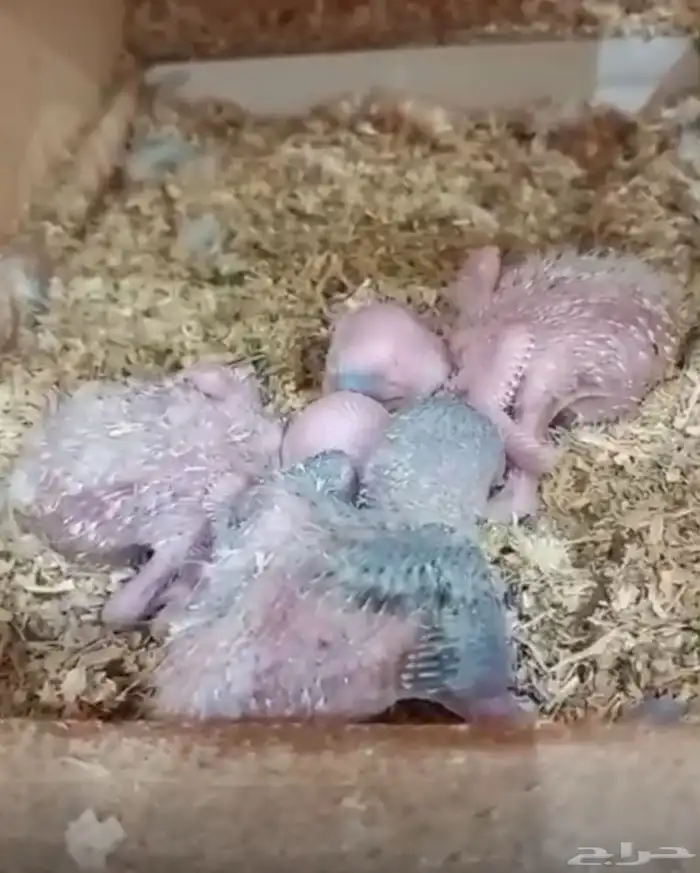 للبيع (5) فروخ صغار تحت رعاية اهاليهم 1