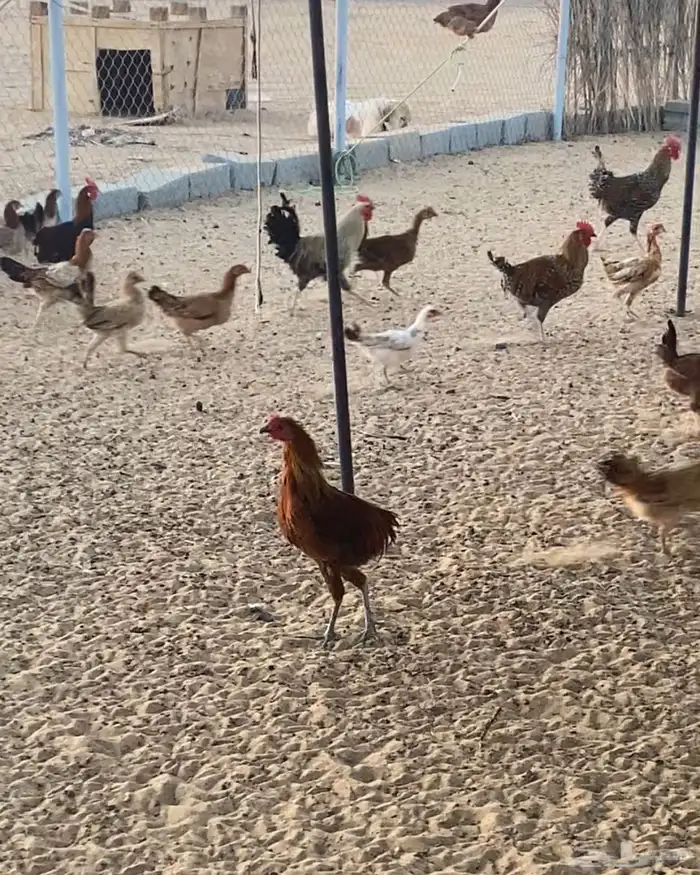 دجاج وديوك للبيع 1