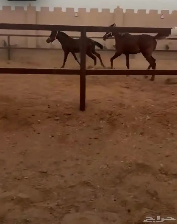 علاج كل امراض الخيل 3