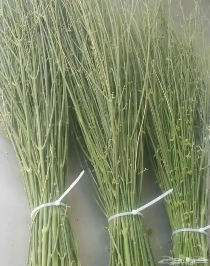 مرخ طازج للحنيذ والمندي 0