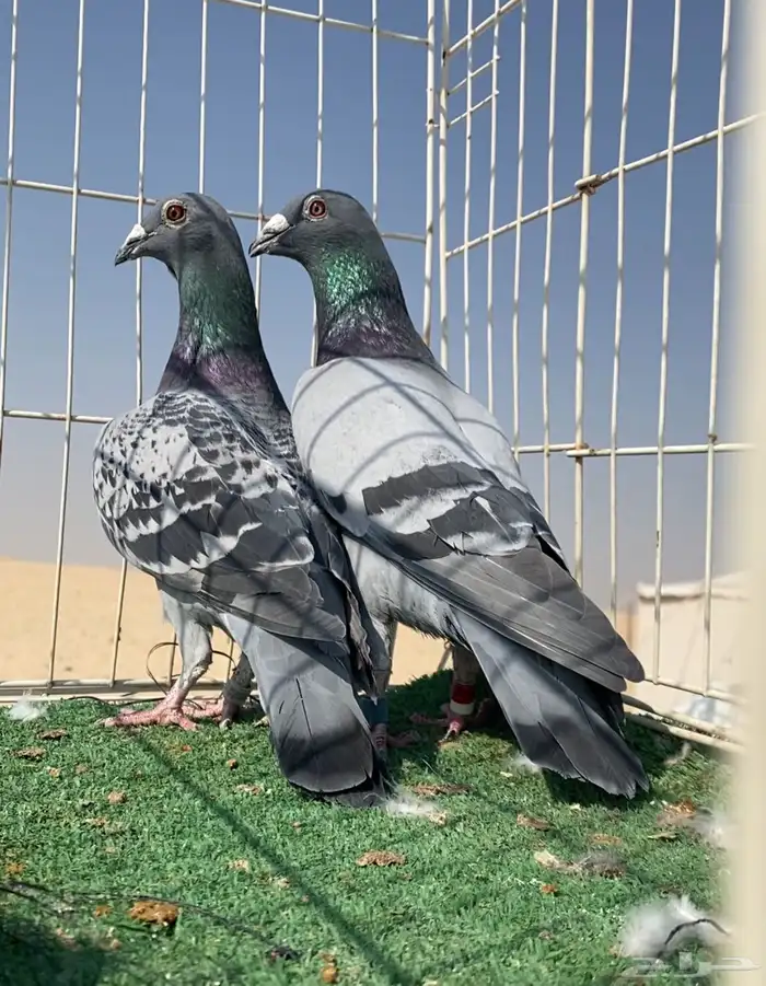 حمام زاجل سباق نوادر 1