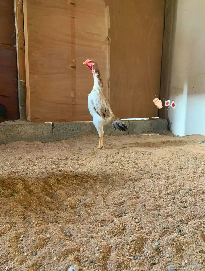 دجاج شامو ياباني بطل 0