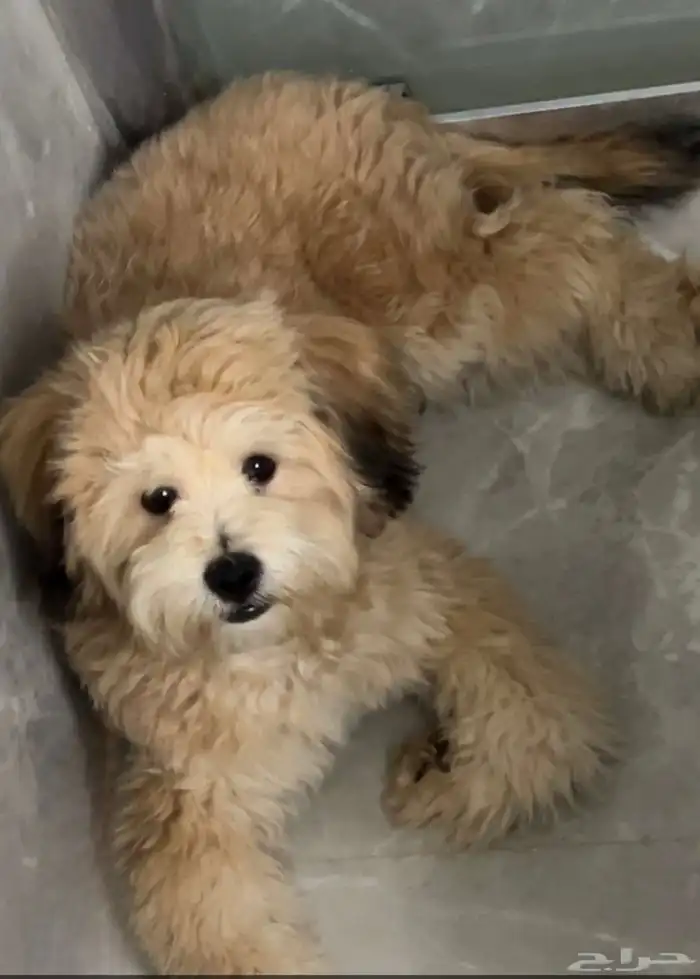 قولدن دودل 2