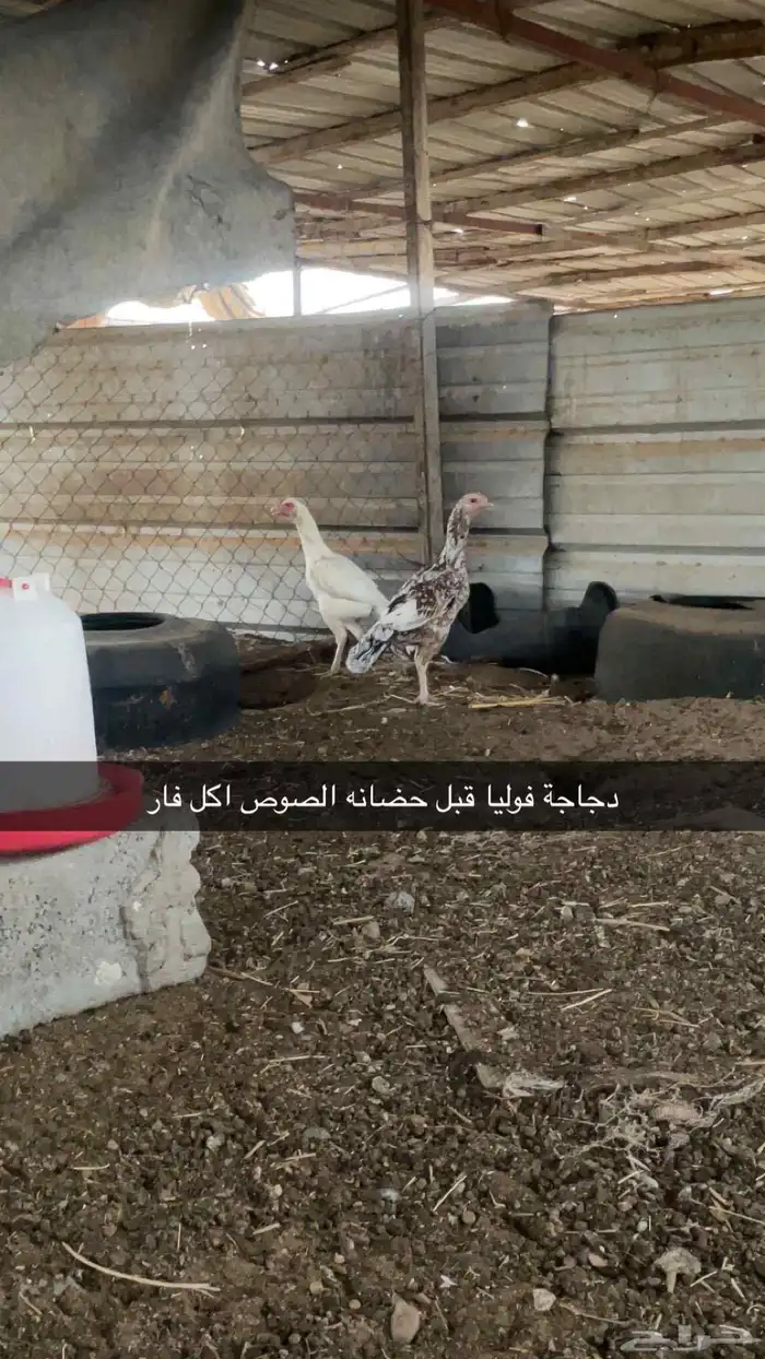 دجاج سندي بيور 5