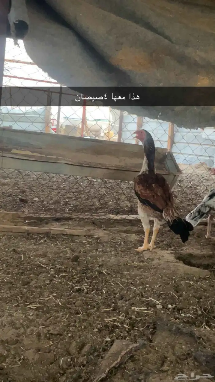 دجاج سندي بيور 4