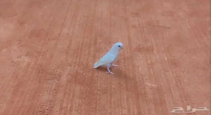 طيور كروان غر ومفطوم اليفة 1