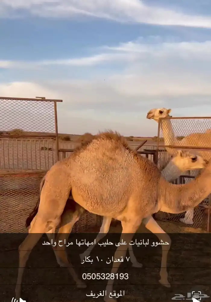 حشو على حليب فل شحم واطيب من التصوير 5