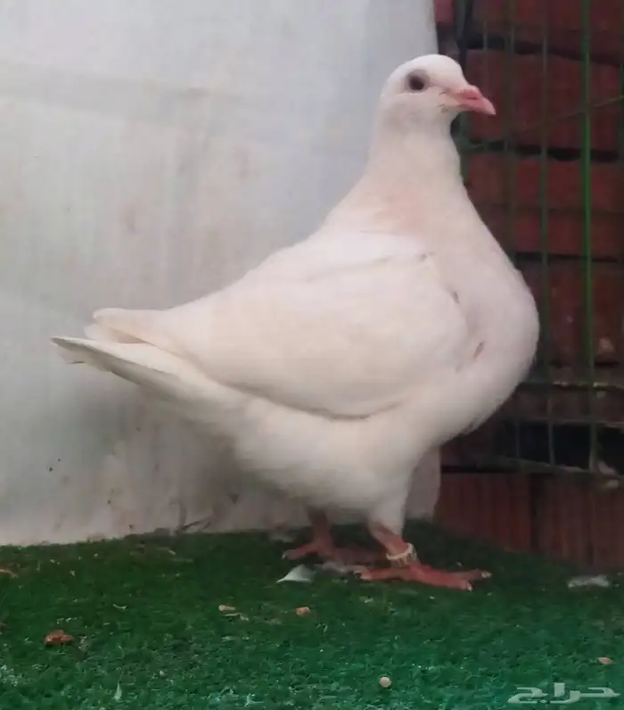 مهندس تربية حمام لاحم فرنسى ودواجن خبرة 6
