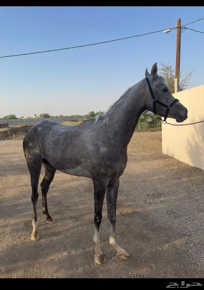 خيل عربيه اصيلة 1
